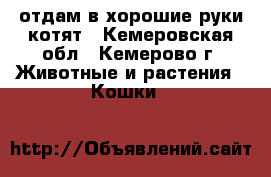 отдам в хорошие руки котят - Кемеровская обл., Кемерово г. Животные и растения » Кошки   